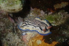 Hypselodoris maritima