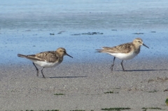 Calidris bairdii