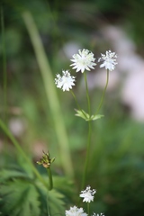 Astrantia bavarica