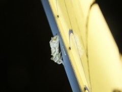 Plusiopalpa