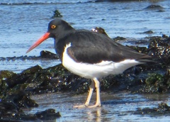 Haematopus leucopodus