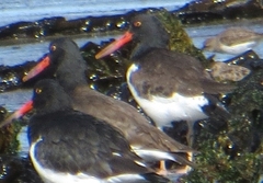 Haematopus palliatus