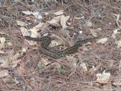 Crotalus armstrongi