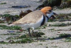 Charadrius falklandicus