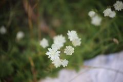 Astrantia bavarica