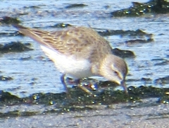 Calidris fuscicollis