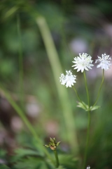 Astrantia bavarica