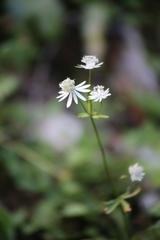 Astrantia bavarica