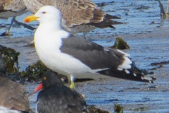 Larus dominicanus