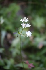 Astrantia bavarica