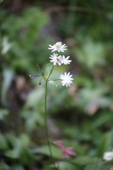 Astrantia bavarica
