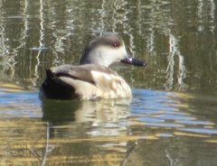 Lophonetta specularioides