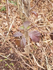 Rubus laciniatus