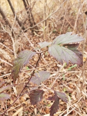 Rubus laciniatus