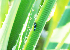 Balacha melanocephala