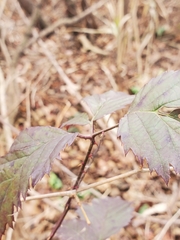 Rubus laciniatus