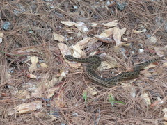 Crotalus armstrongi