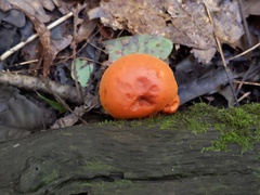 Gymnopilus liquiritiae