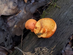 Gymnopilus liquiritiae