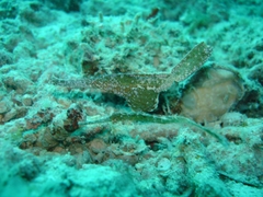 Solenostomus