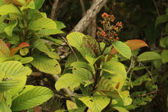 Tetracera alnifolia image