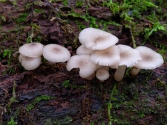 Clitocybula abundans