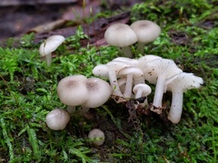 Clitocybula abundans