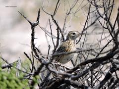 Anthus furcatus
