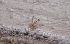 Belonogaster lateritia