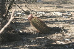 Melocactus lemairei