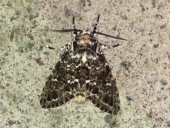 Lichnoptera pollux