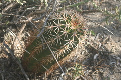 Melocactus lemairei