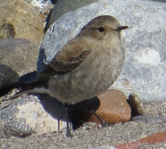 Lessonia rufa