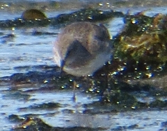 Calidris fuscicollis