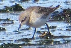 Calidris fuscicollis