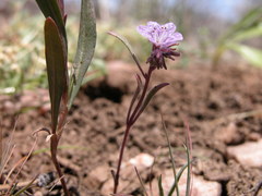 Phacelia exilis