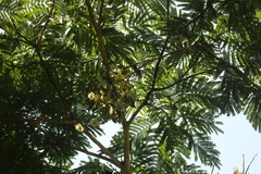 Stemonocoleus micranthus