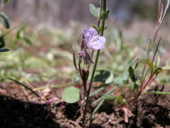 Phacelia exilis