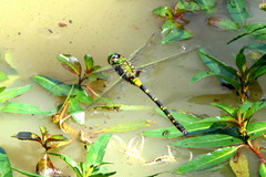 Anax tristis