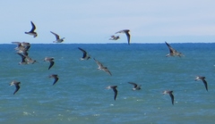 Charadrius falklandicus