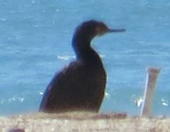 Leucocarbo magellanicus