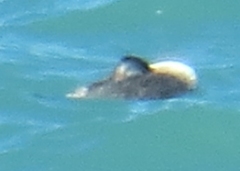 Podiceps major
