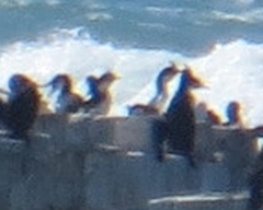 Leucocarbo atriceps