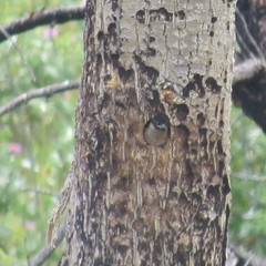 Melanerpes lewis