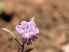 Phacelia exilis
