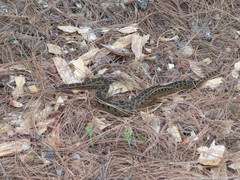 Crotalus armstrongi