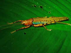 Eumacroxiphus brachyurus