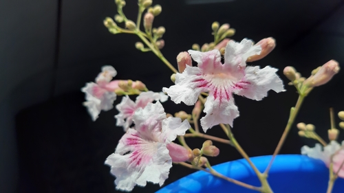 pink-jacaranda
