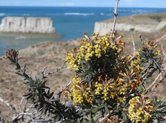 Mulguraea ligustrina