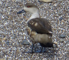 Lophonetta specularioides